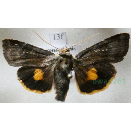 Noctua janthina Denis & Schiffermüller, 1775 Rolnica przepaska Czech13f